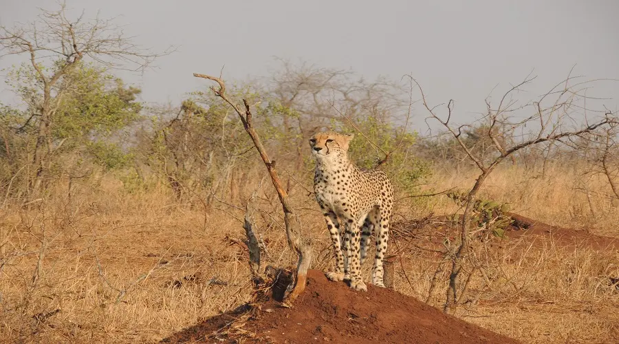 4 days Tanzania group joining safari